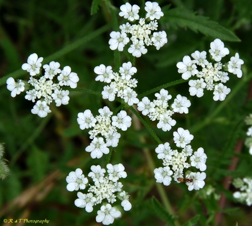 {Torilis arvensis}